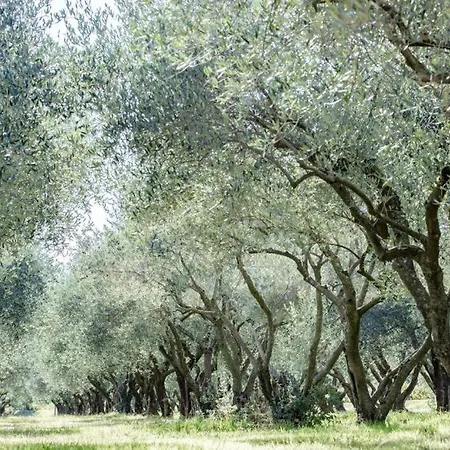 Domaine De Sigalous *