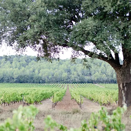 Domaine De Sigalous *